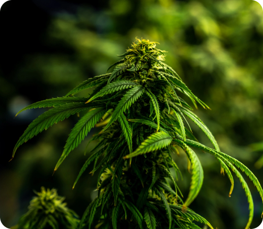 cannabis-closeup-plants